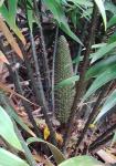 : - Ceratozamia robusta