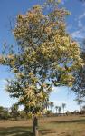 : - Triplaris gardneriana
