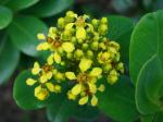: - Verrucularina glaucophylla