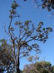 : - Vochysia thyrsoidea
