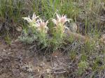 : - Castilleja sessiliflora
