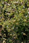 : - Acmella paniculata