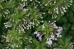 : - Clerodendrum calamitosum