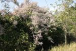 : - Congea tomentosa