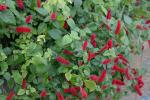 :-Acalypha chamaedrifolia