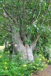 Afrikanischer Affenbrotbaum - Adansonia digitata