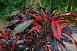 Kroton oder Wunderbaum - Codiaeum variegatum