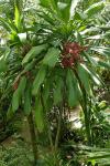 : - Cordyline manners-suttoniae