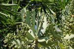 : - Consolea moniliformis
