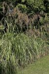Zitronengras - Cymbopogon citratus