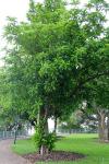 Indischer Rosenapfel - Dillenia indica
