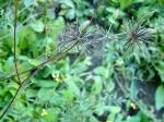 Rio-Grande-Zweizahn - Bidens subalternans