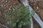 Indisches Wolfsmilchkraut-Euphorbia hirta