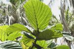 :-Ficus dammaropsis