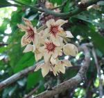 Kolabaum - Cola acuminata