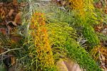 : - Grevillea formosa