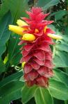 : - Costus barbatus