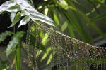 : - Aglaomorpha cornucopia