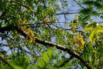 : - Calpurnia aurea