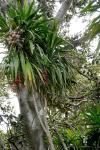 : - Cordyline rubra