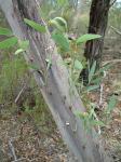 :-Eucalyptus dwyeri