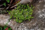: - Asperula scoparia