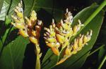 : - Ctenanthe dasycarpa