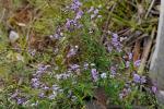 : - Glycine clandestina