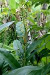 Thai-Ingwer - Alpinia galanga