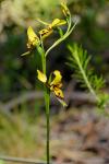 : - Diuris platichila