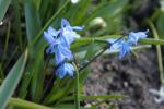 Sibirischer Blaustern - Scilla siberica