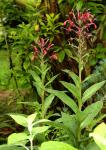 Teufelstabak - Lobelia tupa