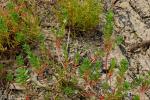 Ysopblättriger Weiderich - Lythrum hyssopifolia
