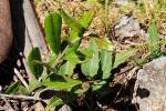 : - Pergularia flavescens