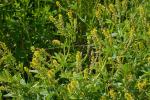 Kleinblütiger Steinklee - Melilotus indicus
