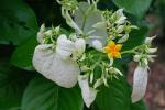 : - Mussaenda philippica