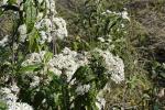 : - Olearia rugosa