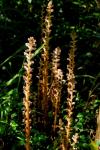 Kleine Sommerwurz - Orobanche minor