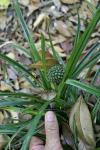 : - Pandanus humilis