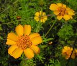 : - Dyssodia decipiens
