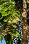 : - Duabanga grandiflora