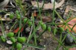 : - Hovea heterophylla
