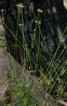 : - Laxmannia gracilis