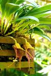 : - Masdevallia angulata