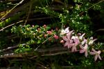 : - Eriostemon buxifolius