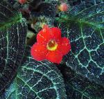 : - Episcia cupreata