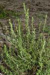 :-Pimelea curviflora
