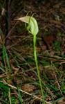 : - Pterostylis acuminata
