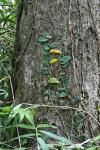 : - Rhaphidophora honkongensis