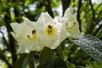 : - Rhododendron nuttallii